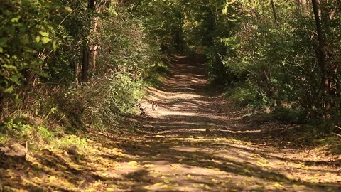 Cat walking Stock Footage 166555765