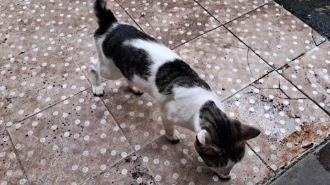 Cat is Walking Stock Footage 244586600