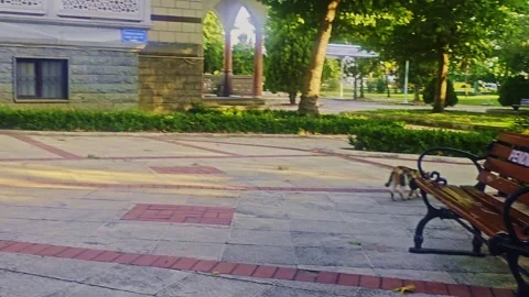 A cat walking on the. Stock-Footage 284064700