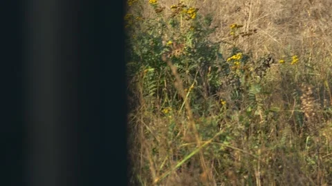 Cat walking Stock Footage 288909910