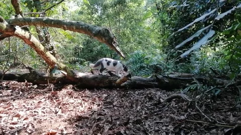 Cat Walking In The Forest Stock Footage 243331660