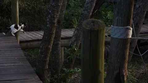 Cat walking in a Forest at sunset Stock Footage 196447516