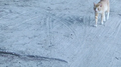 Cat walking forward beside beach Stock Footage 33718521