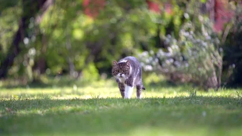 Cat walking in garden Stock Footage 128700031