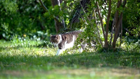 Cat walking in garden Stock Footage 128701697