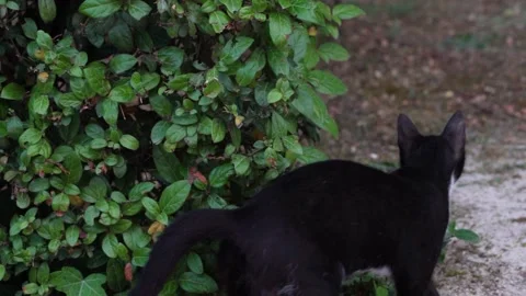 Cat Walking In The Garden Stock Footage 199597356