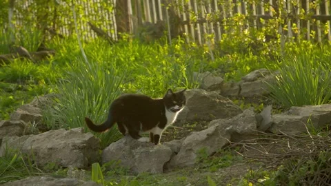 Cat walking in the garden Stock Footage 276740280