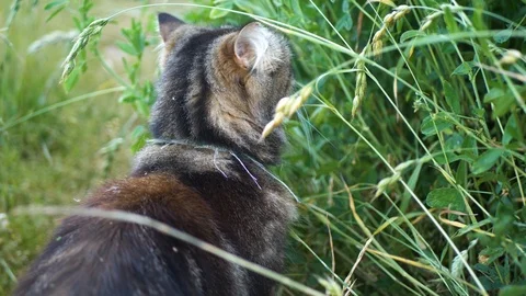 Cat Walking in the Grass 4K Stock Footage 109177073