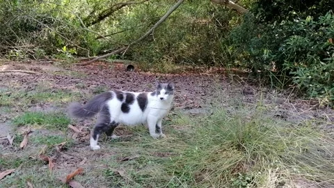 Cat walking in the grass and looking back Stock Footage 243330876