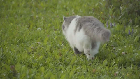 Cat walking on grass away from the camera 4k Stock Footage 94254034
