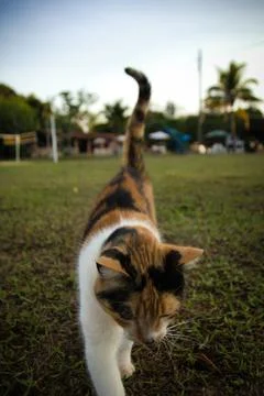 A cat is walking on the grass in a field Stock Photos