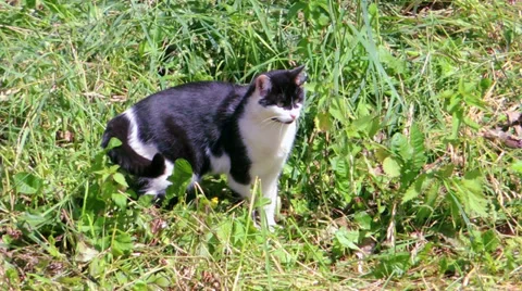 Cat walking on grass Video stock 39844666