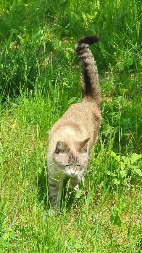 Cat walking in grass Stock Footage 259052290