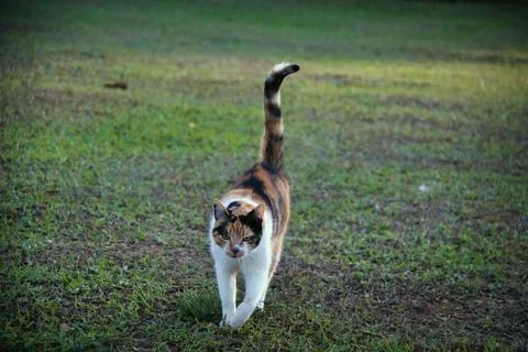 A cat is walking on the grass in a park Stock Photos