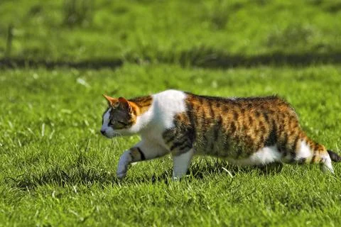 Cat walking on grass Stock Photos