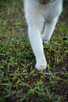 A cat is walking on the grass Stock Photos
