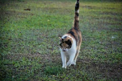 A cat is walking on the grass Stock Photos