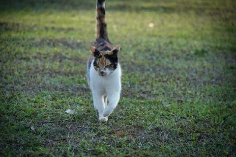 A cat is walking on the grass Stock Photos