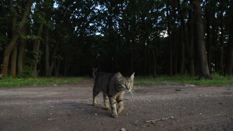 The cat is walking on the grass towards the camera Stock Footage 243856394