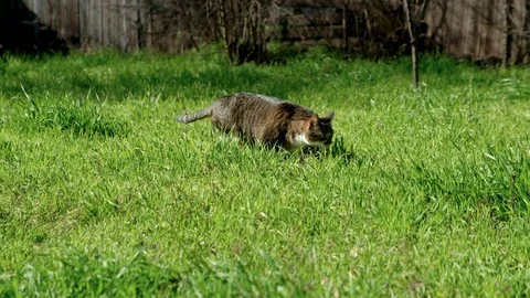 Cat walking in green grass Video stock 103536125