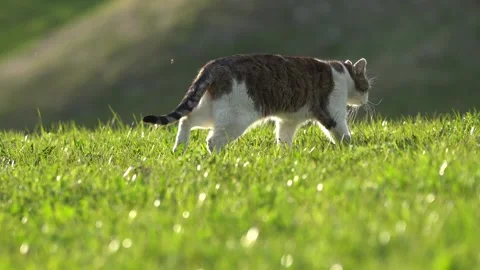 Cat walking on green grass Stock-Footage 306546737
