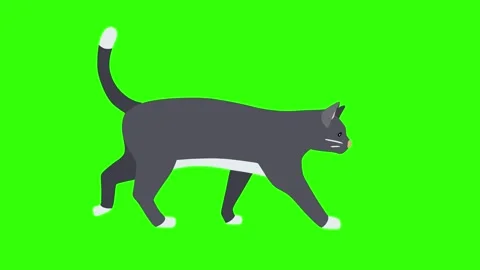 Cat walking on green screen background. Stock Footage 273566763