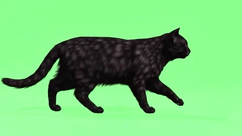 A cat walking on green screen stock footage HD video premium Stock Footage 307213038
