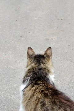 Cat walking at the ground. Copy space. Stock Photos