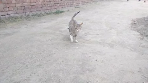 This cat walking on the ground Foto stock