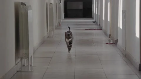 Cat walking in the hallway 스톡 동영상 132067315