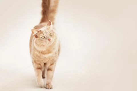 Cat walking - horizontal Stock Photos