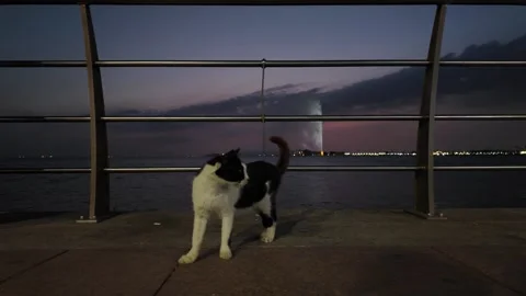 Cat walking on Jeddah Waterfront Corniche at sunset with King Fahd's Fountain Stock Footage 308675881