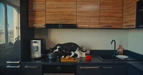 Cat walking on a kitchen table Stock Footage 101691049