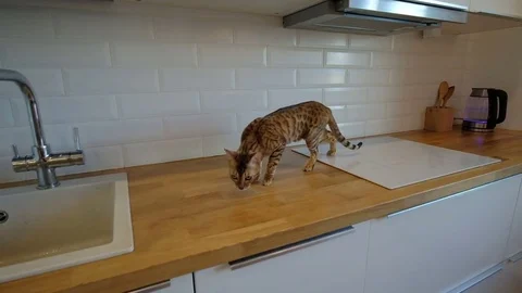Cat walking on kitchen working surface in slow motion Stock Footage 74255752