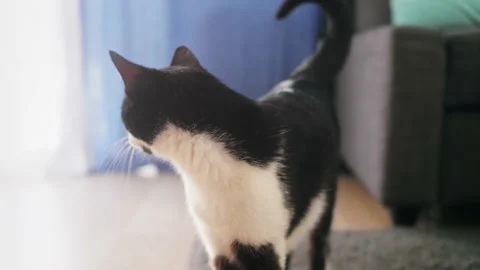 Cat walking in living room. Portrait of domestic animal at home. Stock Footage 195009953
