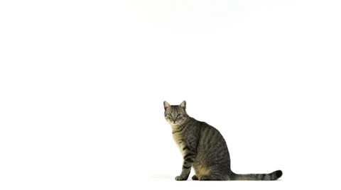 Cat walking, looks at the camera, sits then walks away Stock Footage