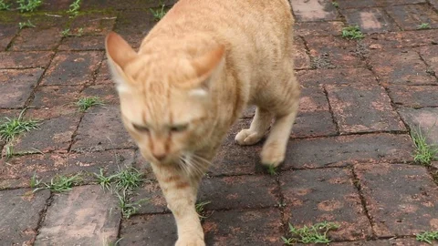 Cat walking to me. Stock Footage 96388176