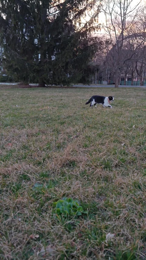 A cat is walking in nature Vídeo Stock 331536523