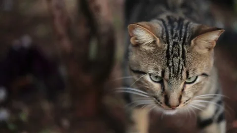 Cat walking outdoors Stock Footage 73051571