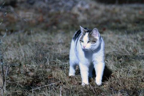 Cat walking outdoors in springtime. Stock Photos