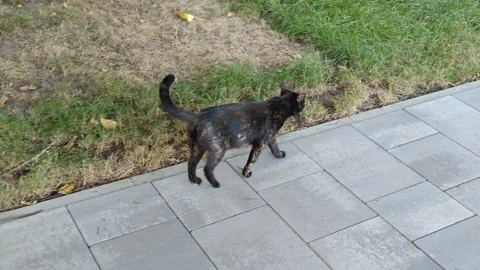 The cat is walking in the park Stock Footage 317508817