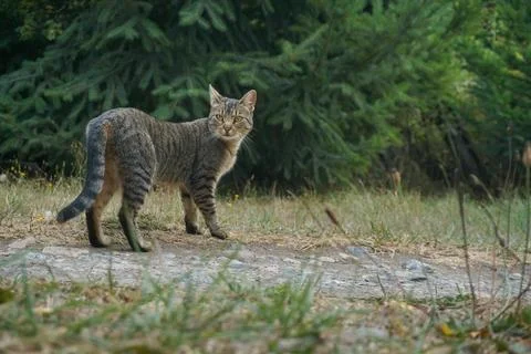 Cat walking on a path in the forest Stock Photos