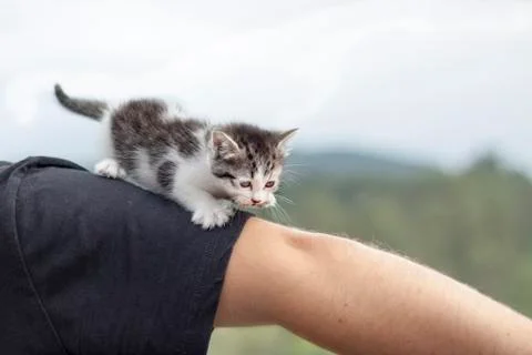 Cat walking Stock Photos