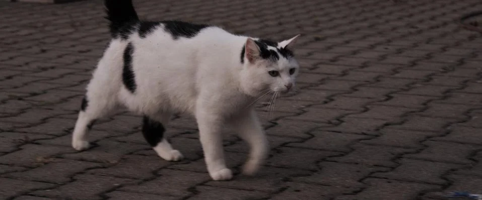 Cat walking. Stock Photos