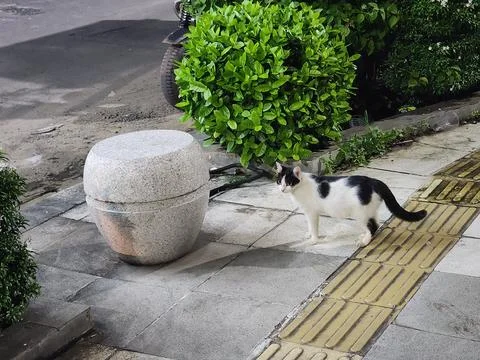 A cat walking Stock Photos