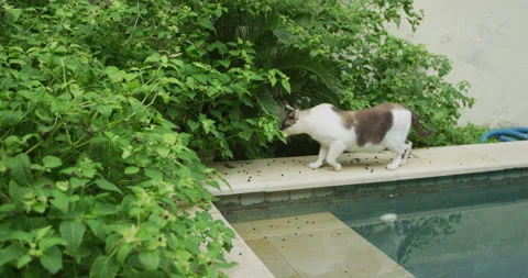 Cat walking by a pool Stock Footage 143089284