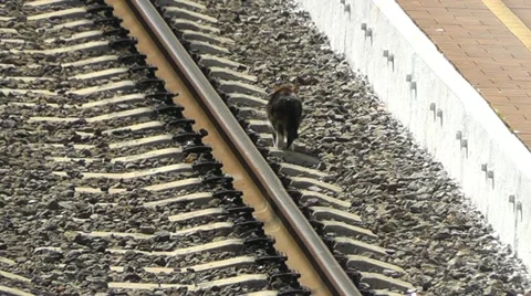Cat walking on the railway Stock Footage 11139123