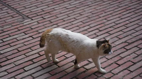 Cat walking on the road Stock Footage 255688358