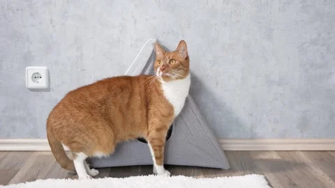 A cat is walking on a rug next to a cat house Stock Footage 303846448