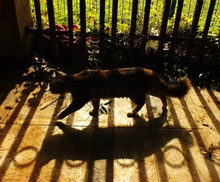 Cat is walking on a sidewalk in the sun. Stock Photos